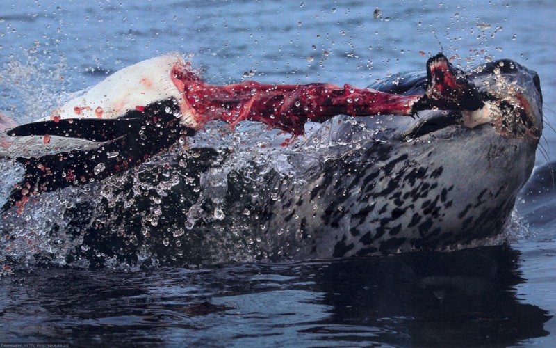 Морской леопард - опасный и ужасный