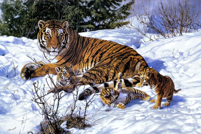 Сегодня Международный день Тигра отмечают 29 июля с 2010 года