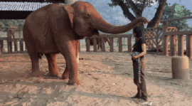 Как слоны выражают свою симпатию
