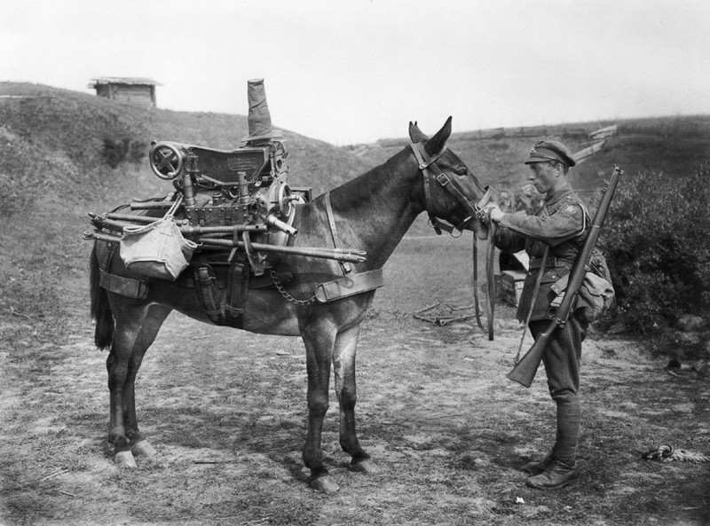 Мул с разобранной 3,7-дюймовой горной гаубицей. Двинской фронт, село Троица (1919 год).