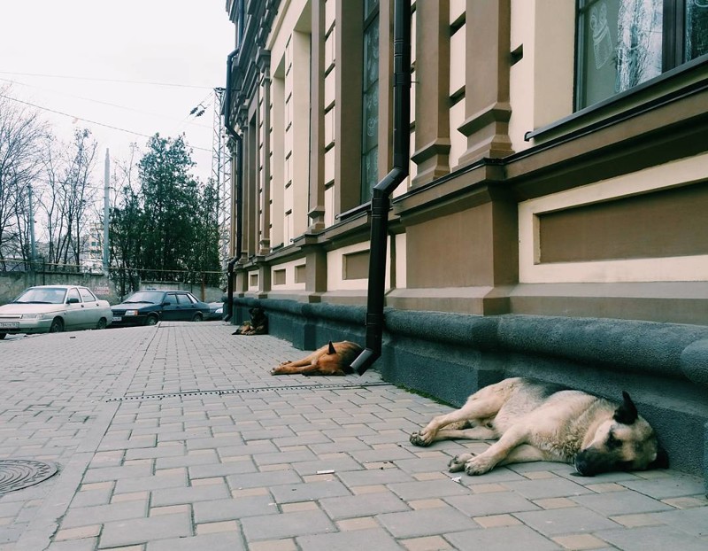 В этом доме с частотой 1,5 метра установлены собакопритягиватели 