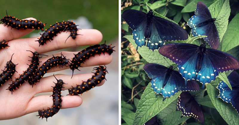 Биолог разводит бабочек у себя в саду