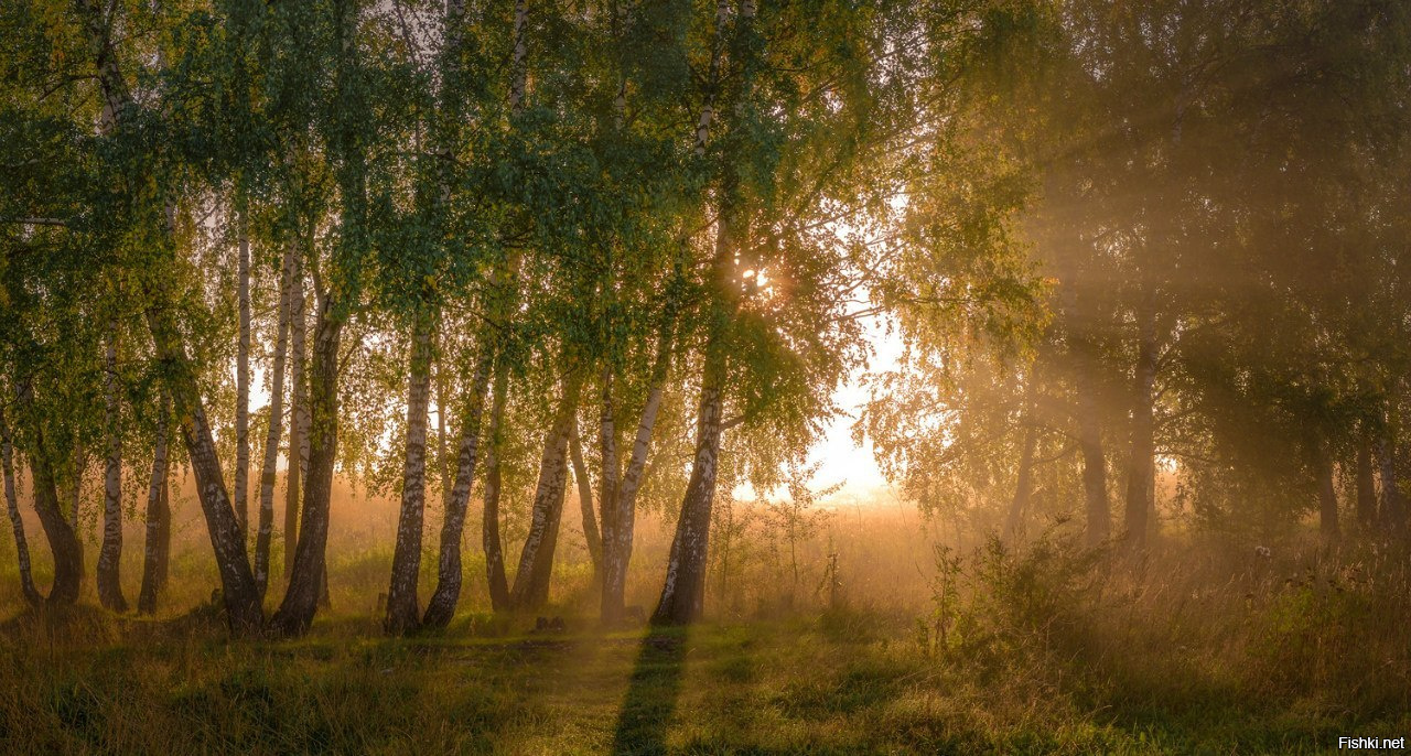 Солнышко березки. Дерево освещенное солнцем. Рассвет березы. Рассвет в березовой роще. Утро в березовой роще.