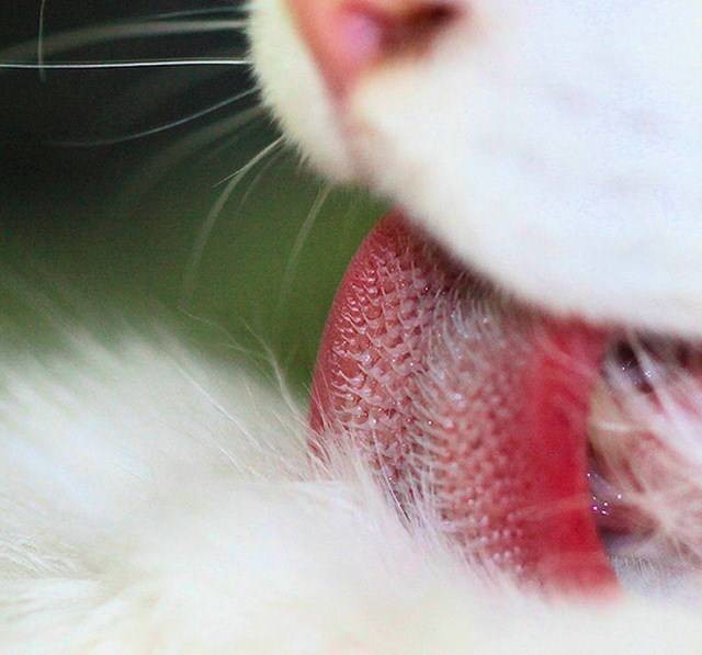 Фото кошачий язык под микроскопом