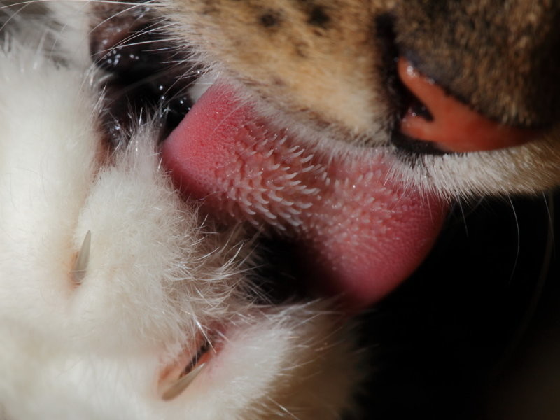 Какой язык у кошки фото thumbnail