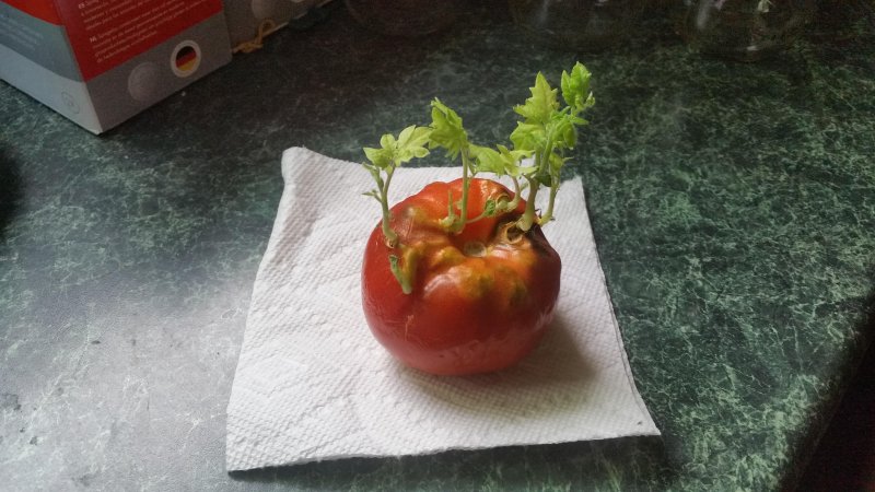 Ростки помидоров в помидоре 