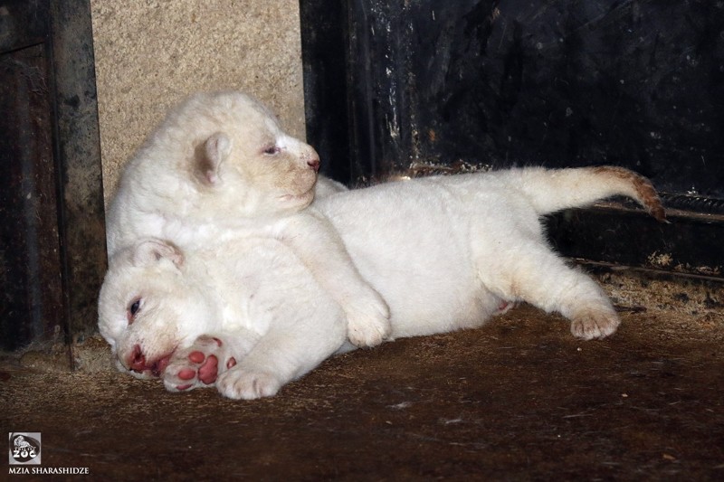 В зоопарке Тбилиси львица Клеопатра родила троих белоснежных львят