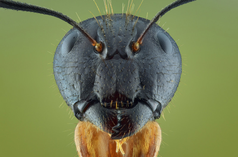 Захватывающая макрофотография насекомых