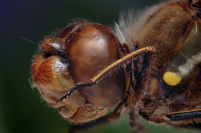 Захватывающая макрофотография насекомых