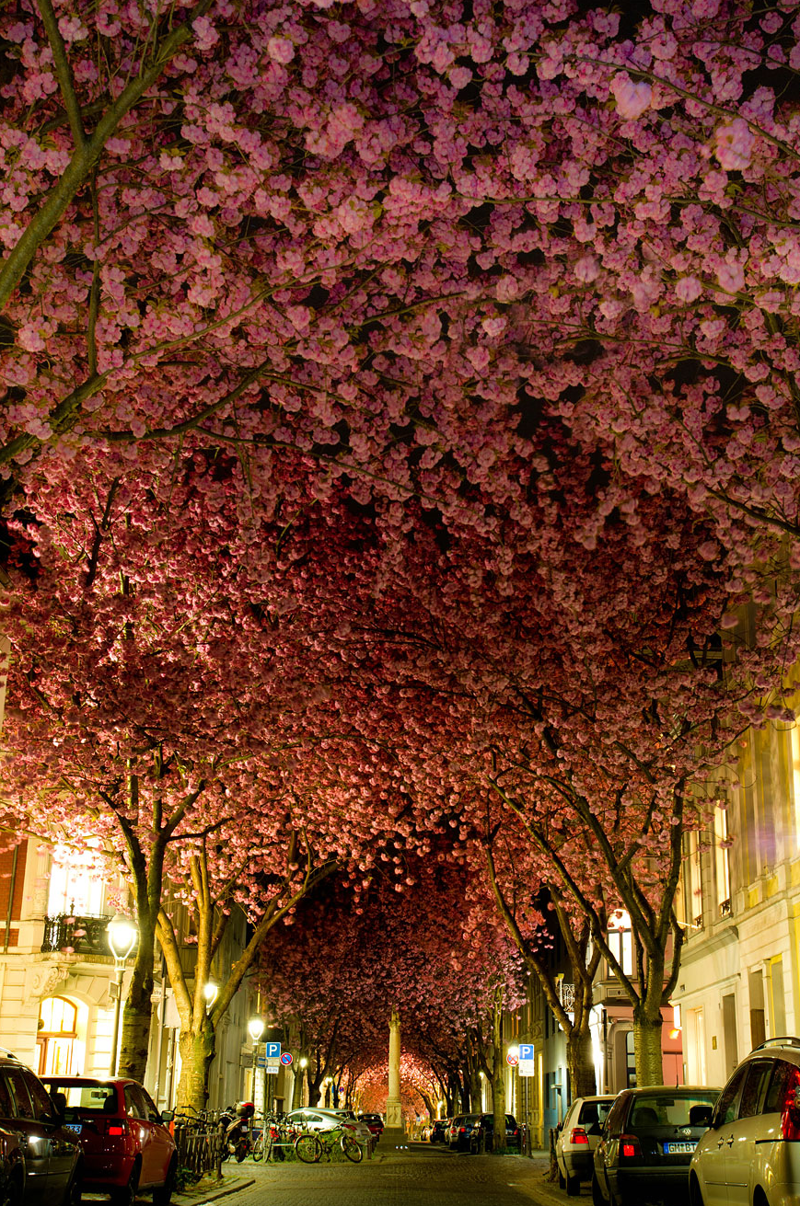 15. Цветущие вишни в Бонне, Германия