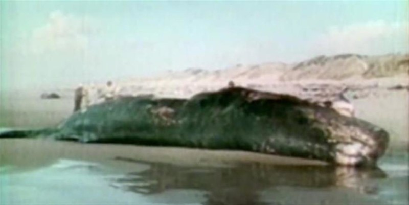 В ноябре 1970 года в городе Флоуренс, штат Орегон, взорвали кита. В честь 45-й годовщины этого безумно глупого мероприятия «Медуза» вспоминает, как развивались события.