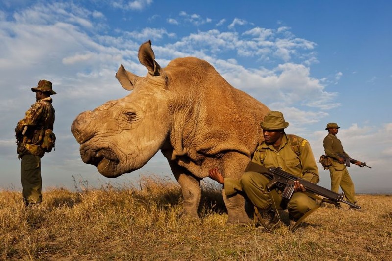 Один из четырех последних белых носорогов в мире (Кения).