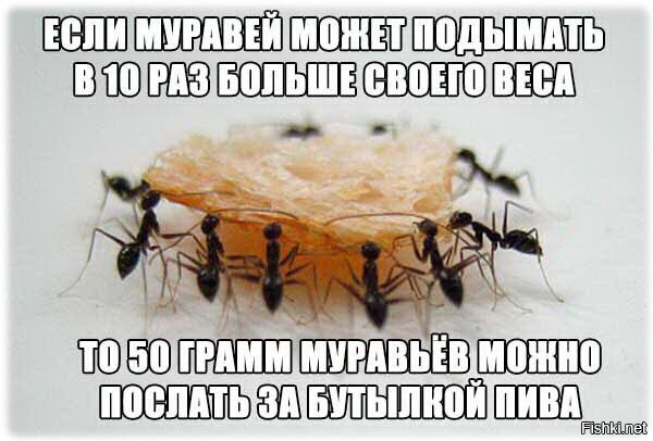 Во сколько раз муравей поднимает вес. Что может поднять муравей. Сколько может поднять муравей. Муравей может поднять вес. Вес муравья.