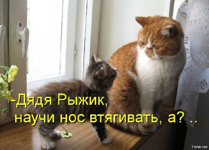 Ты опять уходишь на работу скажи честно у тебя там другой кот картинка