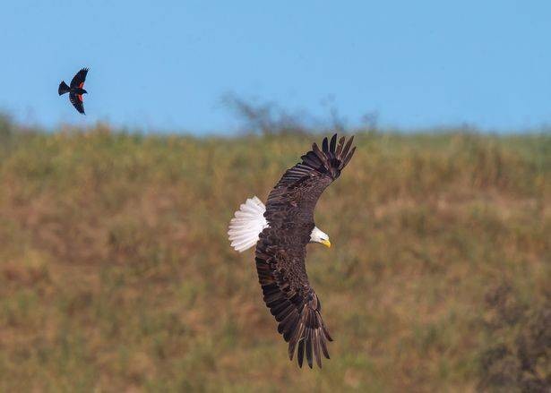 Дрозд прокатился на спине белоголового орлана