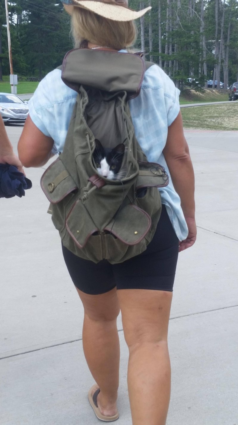 Кот в рюкзаке 