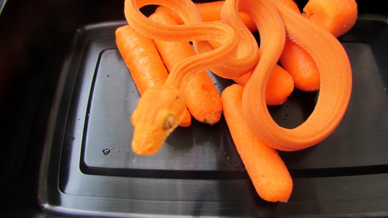 Змейка морковного цвета 