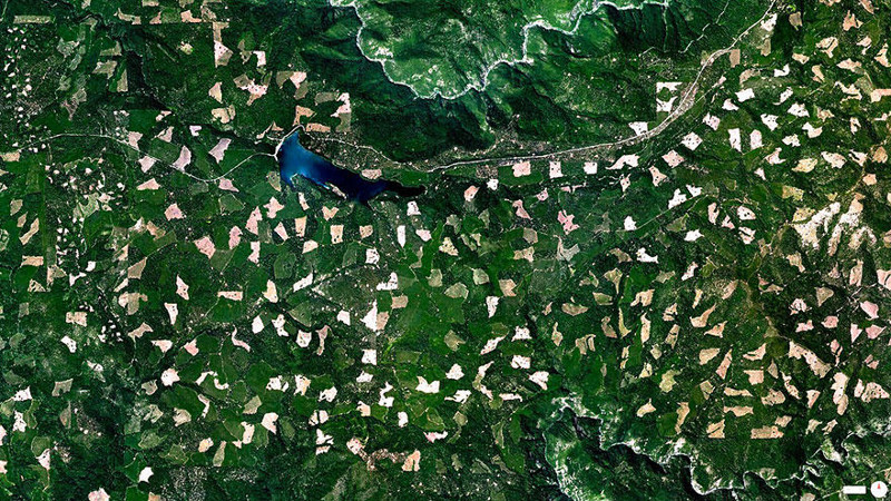  Вырубка лесов в Национальном лесу Эль-Дорадо, Джорджтаун, Калифорния, США.