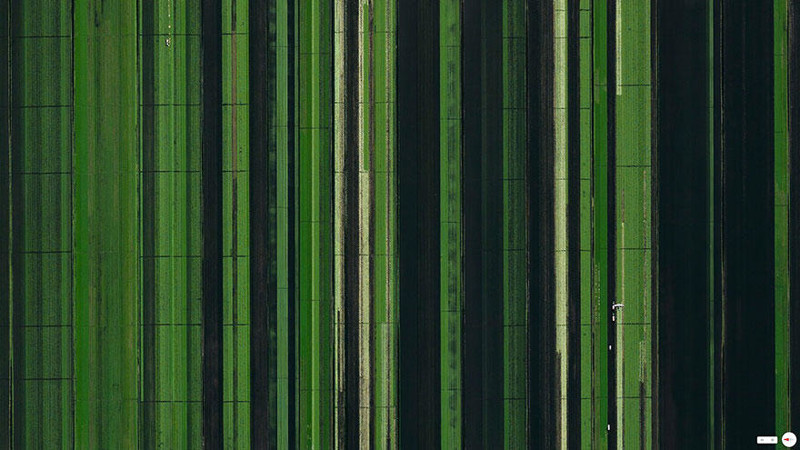 Сельскохозяйственные посевы в Локсахатачи, Флорида, США.