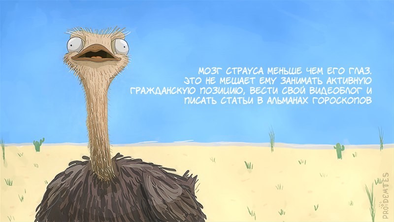 Однажды страус лось и ежик решили плана курануть слушать