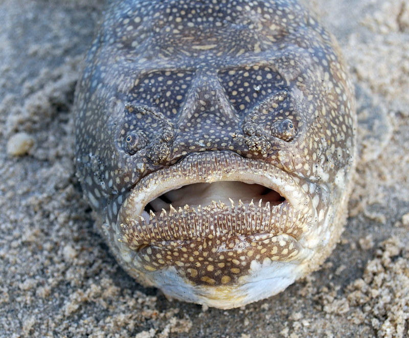 Крапчатый звездочет — одна из самых жутких рыб на земле