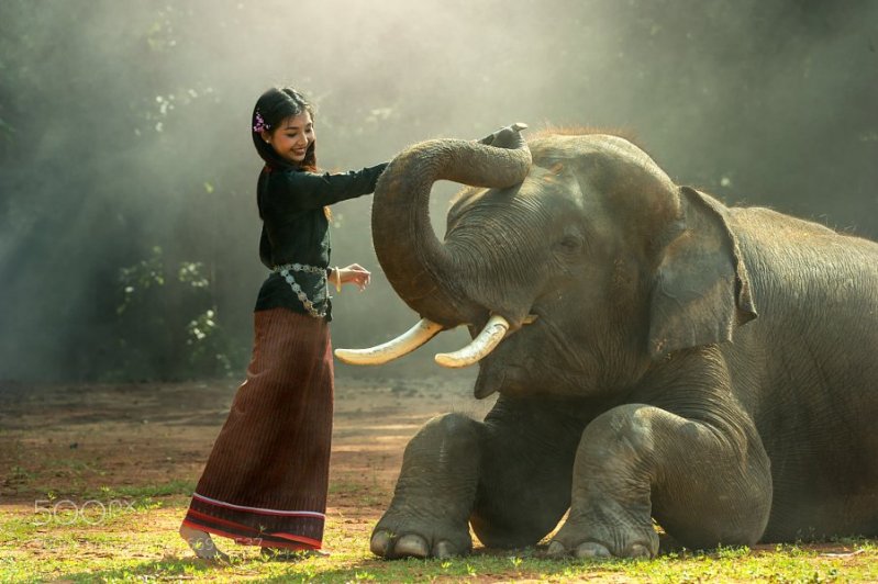 Девушка и довольный слон 