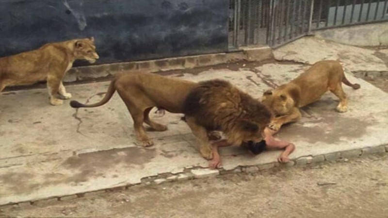 2. Из-за суицидника убили львов