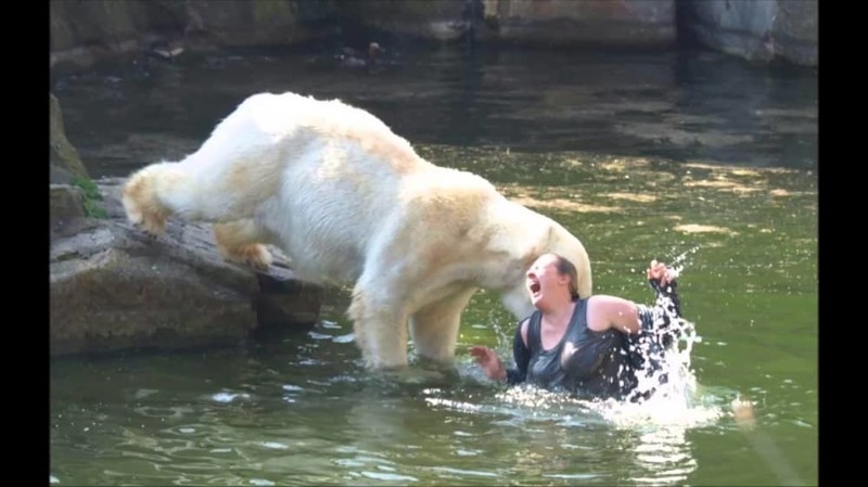 14. Женщина решила поиграть с белым медведем