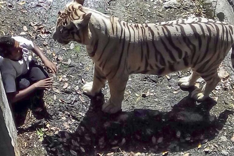 15. Человек пытался сфотографировать тигра