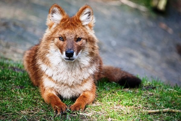 5 удивительных, но вымирающих животных, которые обитают в России
