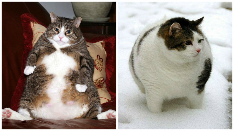 19 фотографий толстых котиков, которые сделают ваш день лучше