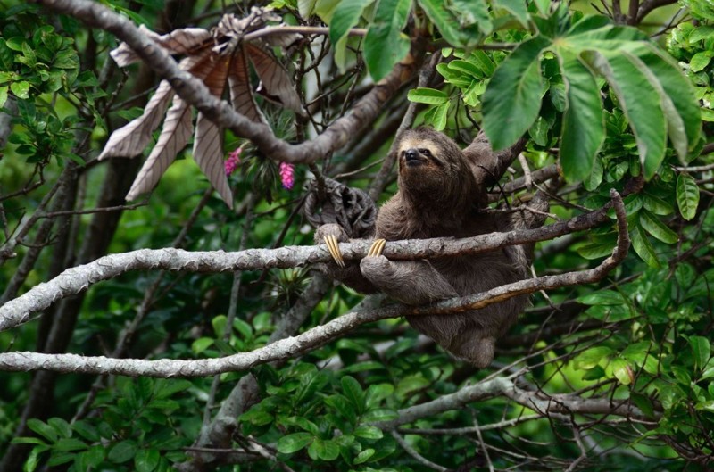 Ленивцы спускаются с деревьев раз в неделю, чтобы опорожнить свой кишечник на земле 