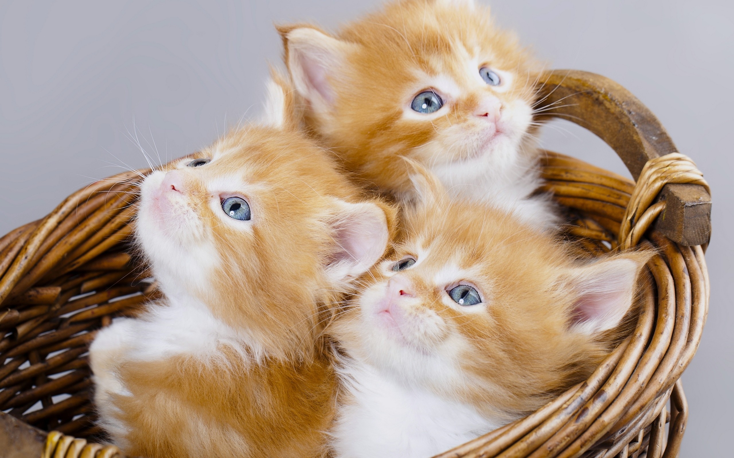 Рыжие котята Мейн кун трио. Котики в корзинке. Котята в корзине. Милые рыжие котики.