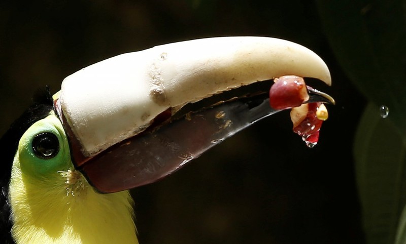 В Коста-Рике пострадавшему от рук человека тукану распечатали на 3D-принтере новый клюв