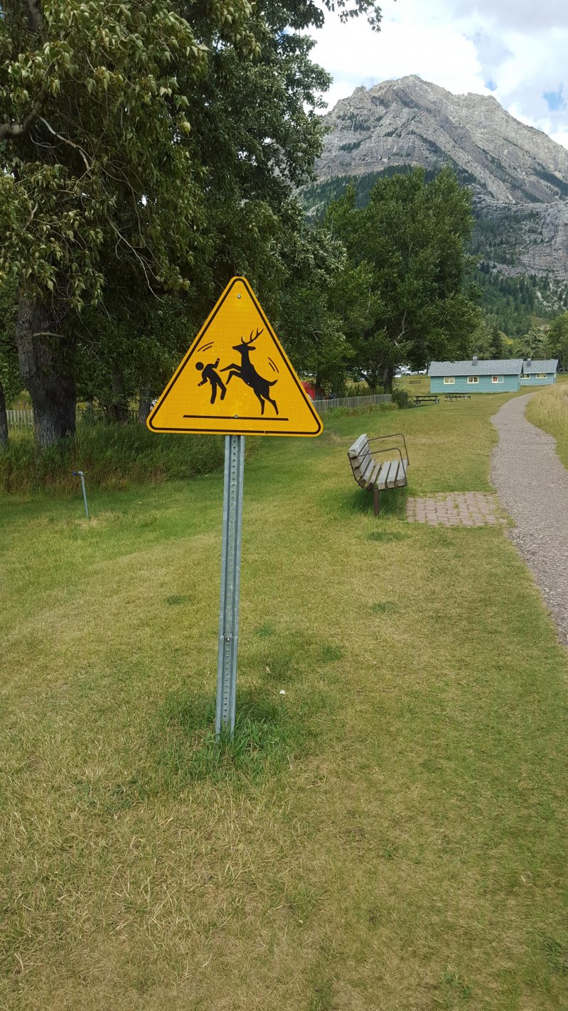 Какие-то опасные эти олени