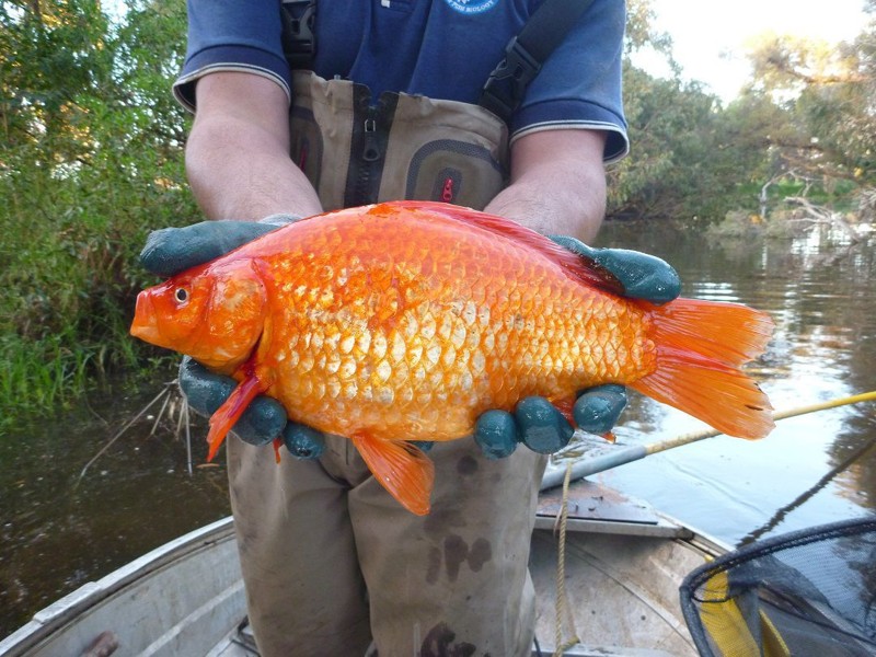 Реки Австралии терроризируют гигантские золотые рыбки-мутанты