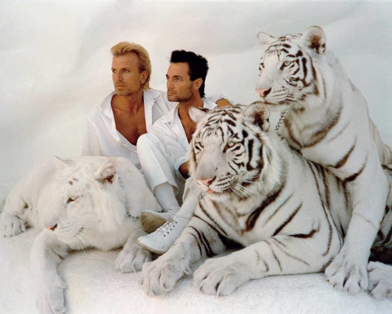 13. Тигр покусал половину звездного дуэта Siegfried & Roy