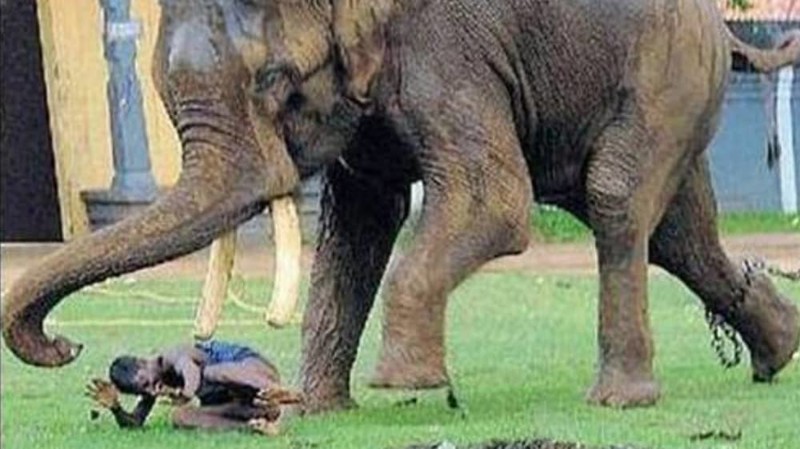 10. Слон обезумел во время праздника и убил погонщика