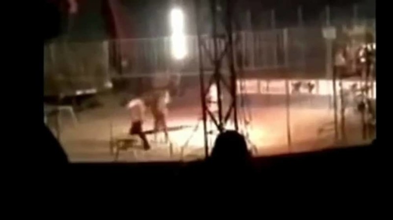 1. Тигр убил дрессировщика на арене цирка