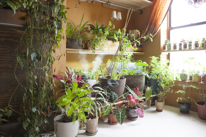 Cупермодель, выращивающая 500 растений в своей квартире