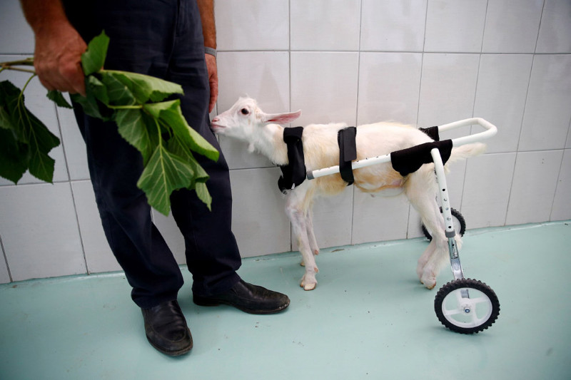 4-месячный козлик, имеющий проблемы с задними ногами. Пришел на обед к ветеринару. Анкара, Турция, 30 июня 2016