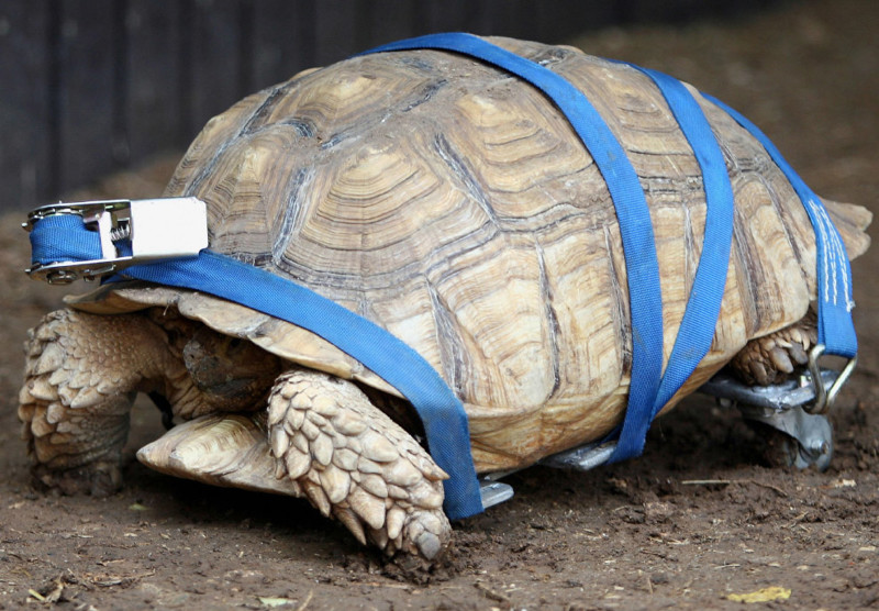 Эта 10-летняя  шпороносная черепаха была неходячей с рождения. Самодельное кресло-каталка, сделанное в израильском зоопарке, помогло не только вернуть нормальную жизнь, но и создать черепашью пару.