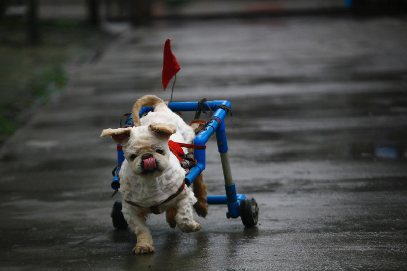 Эта собачка пострадала во время землетрясения в провинции Сычуань, Китай. Ей придавило лапы. Умельцы из центра защиты животных соорудили ей инвалидную коляску, 5 мая 2009.
