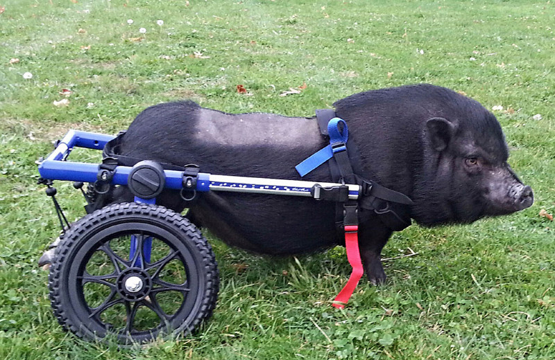 Свинка из штата Огайо. И опять проблема с задними лапами. Но хозяева соорудили продвинутую коляску. 