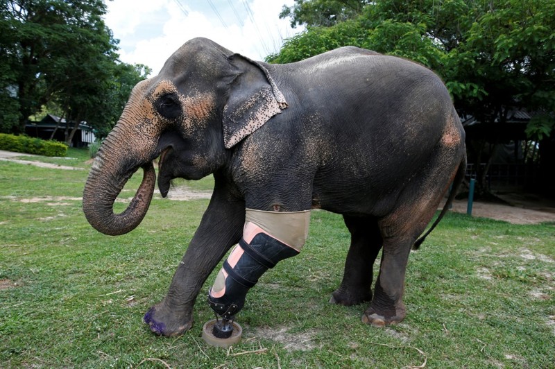 Организация Друзья Фонда азиатских слонов в Лампанге  помогла подорвавшемуся на мине слону, Таиланд, 29 июня 2016 года.