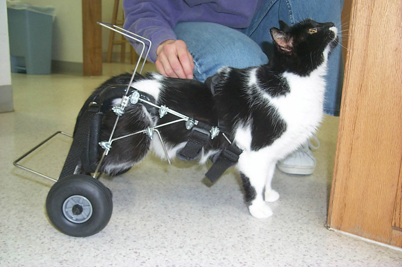 Великолепный кот, задние лапы которого парализовало из-за травмы. Теперь вполне шустро передвигается на инвалидном кресле. Правда, с прыжками пришлось «завязать».