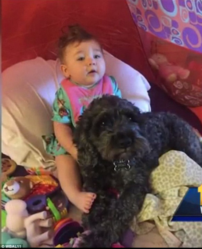 Домашний любимец пес Поло спас маленькую хозяйку от пожара ценой своей жизни