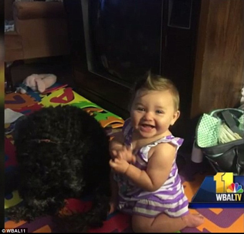 Домашний любимец пес Поло спас маленькую хозяйку от пожара ценой своей жизни