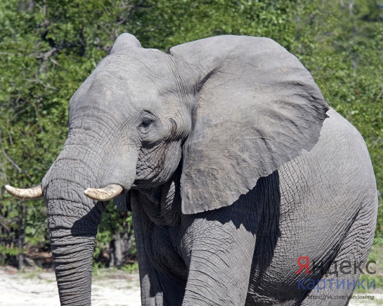 Вырасти слона. Африканский саванный слон. Хоботные слоны. Слон серый. Изображение слона.