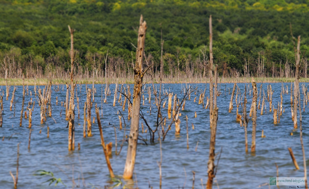 Грязевое озеро тамбукан. Тамбукан отзывы. Грязелечение тамбукан. Озеро тамбукан кбр. Озеро тамбукан пятигорск.